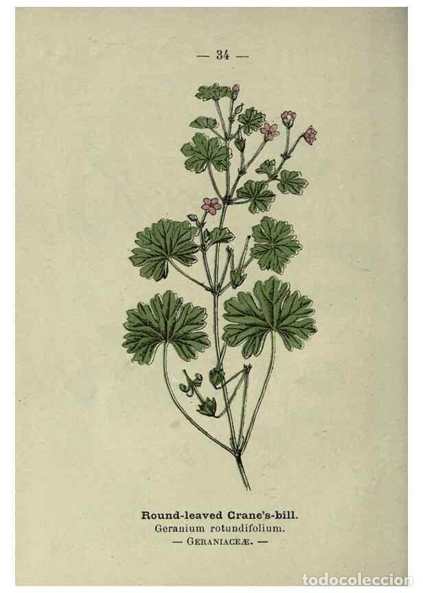 Colecionismo de Revistas e Jornais: Reproducci&oacute;n/Reproduction 8747756820: Wayside and woodland blossoms :. London ;F. Warne,1895. - Step