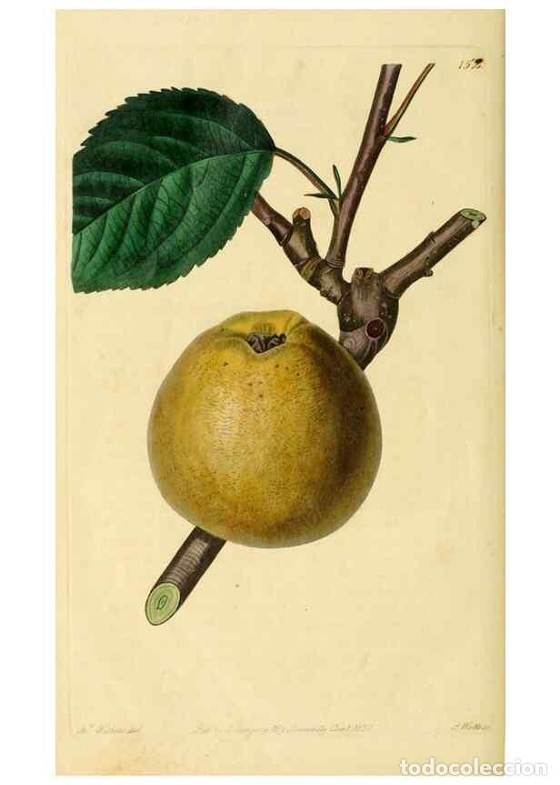 Collezionismo di Riviste e Giornali: Reproducci&oacute;n/Reproduction 8744844510: The Pomological magazine;. London;J. Ridgway. - Lindley, John,