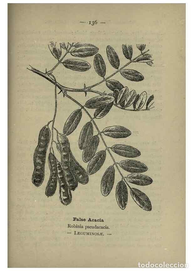 Sammeln von Zeitschriften und Zeitungen: Reproducci&oacute;n/Reproduction 8746683523: Wayside and woodland blossoms :. London ;F. Warne,1895. - Step