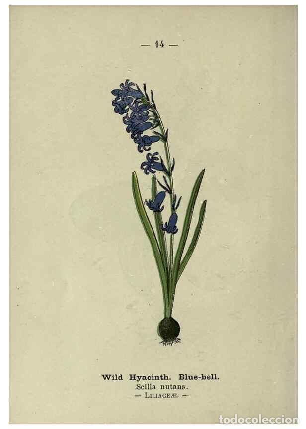 Collectionnisme de Revues et Journaux: Reproducci&oacute;n/Reproduction 8746626229: Wayside and woodland blossoms :. London ;F. Warne,1895. - Step