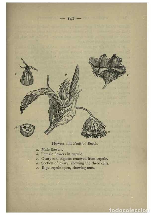 Coleccionismo de revistas y peri&oacute;dicos: Reproducci&oacute;n/Reproduction 8746685847: Wayside and woodland blossoms :. London ;F. Warne,1895. - Step