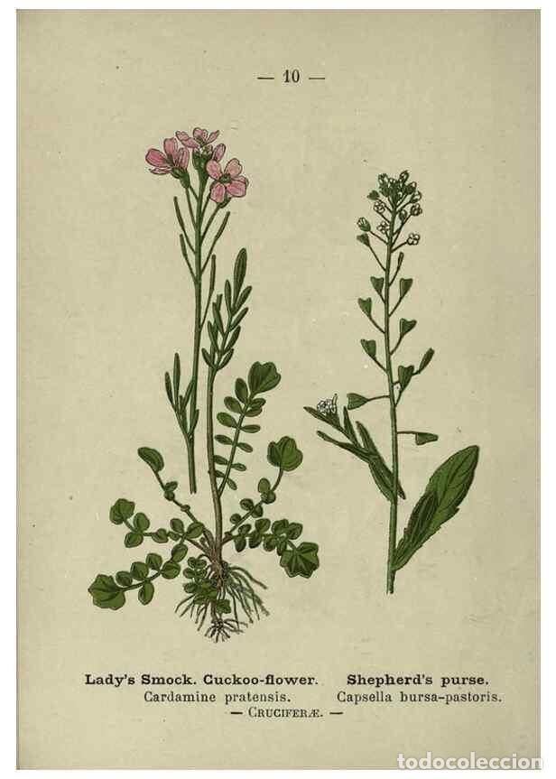 Sammeln von Zeitschriften und Zeitungen: Reproducci&oacute;n/Reproduction 8747745012: Wayside and woodland blossoms :. London ;F. Warne,1895. - Step