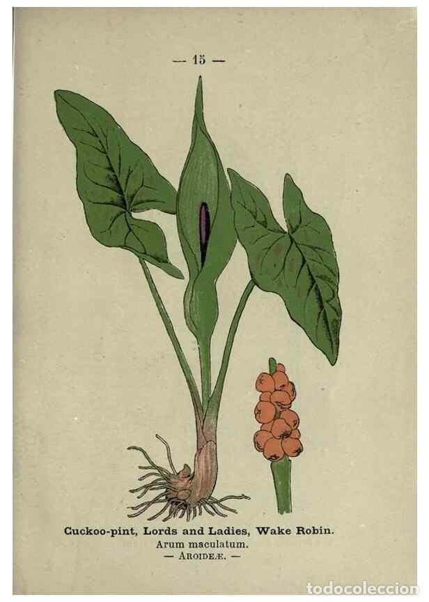 Colecionismo de Revistas e Jornais: Reproducci&oacute;n/Reproduction 8747746848: Wayside and woodland blossoms :. London ;F. Warne,1895. - Step