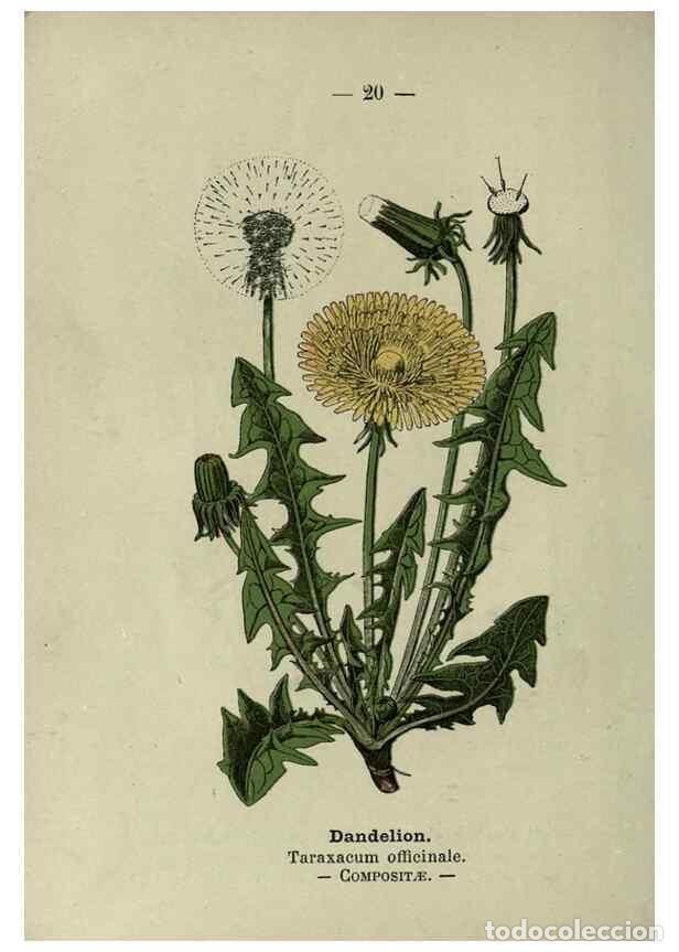 Collectionnisme de Revues et Journaux: Reproducci&oacute;n/Reproduction 8747749368: Wayside and woodland blossoms :. London ;F. Warne,1895. - Step