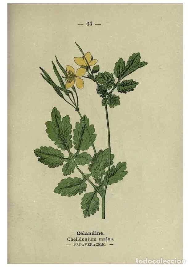 Colecionismo de Revistas e Jornais: Reproducci&oacute;n/Reproduction 8747772958: Wayside and woodland blossoms :. London ;F. Warne,1895. - Step