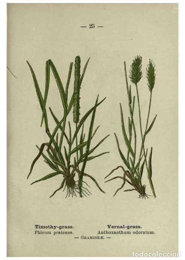 Colecionismo de Revistas e Jornais: Reproducci&oacute;n/Reproduction 8746631569: Wayside and woodland blossoms :. London ;F. Warne,1895. - Step