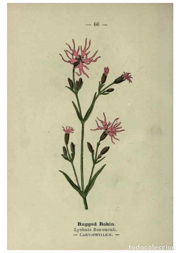 Colecionismo de Revistas e Jornais: Reproducci&oacute;n/Reproduction 8746652977: Wayside and woodland blossoms :. London ;F. Warne,1895. - Step