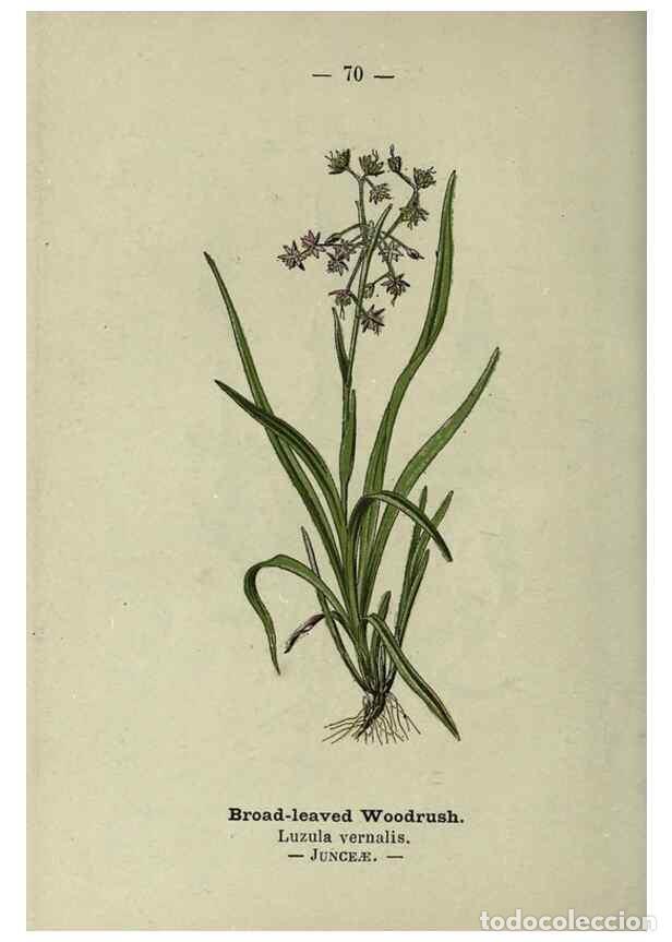 Collectionnisme de Revues et Journaux: Reproducci&oacute;n/Reproduction 8747774974: Wayside and woodland blossoms :. London ;F. Warne,1895. - Step