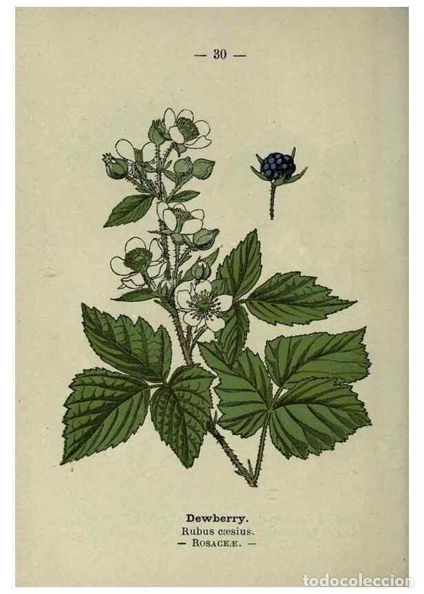 Collection Magazines and Newspapers: Reproducci&oacute;n/Reproduction 8746634361: Wayside and woodland blossoms :. London ;F. Warne,1895. - Step