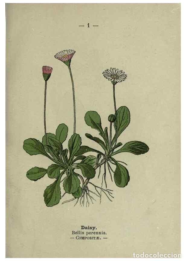 Collectionnisme de Revues et Journaux: Reproducci&oacute;n/Reproduction 8746620415: Wayside and woodland blossoms :. London ;F. Warne,1895. - Step