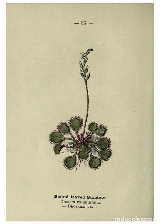 Collection Magazines and Newspapers: Reproducci&oacute;n/Reproduction 8746648427: Wayside and woodland blossoms :. London ;F. Warne,1895. - Step