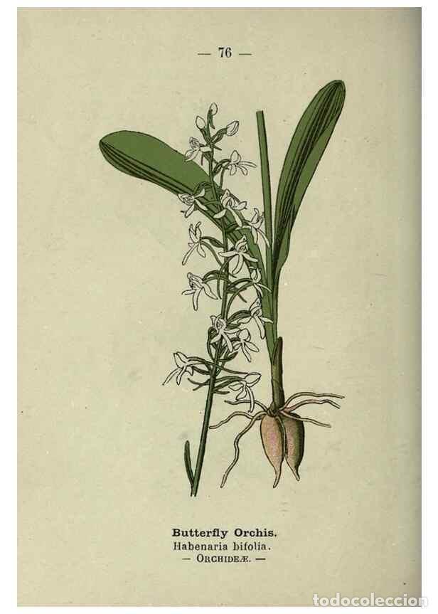 Sammeln von Zeitschriften und Zeitungen: Reproducci&oacute;n/Reproduction 8747777672: Wayside and woodland blossoms :. London ;F. Warne,1895. - Step