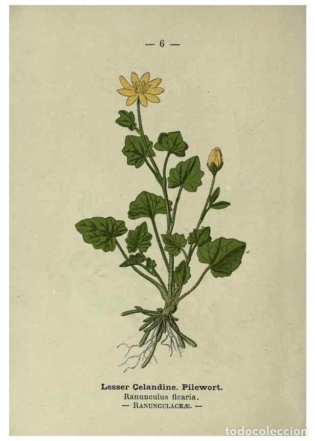Collectionnisme de Revues et Journaux: Reproducci&oacute;n/Reproduction 8746622717: Wayside and woodland blossoms :. London ;F. Warne,1895. - Step