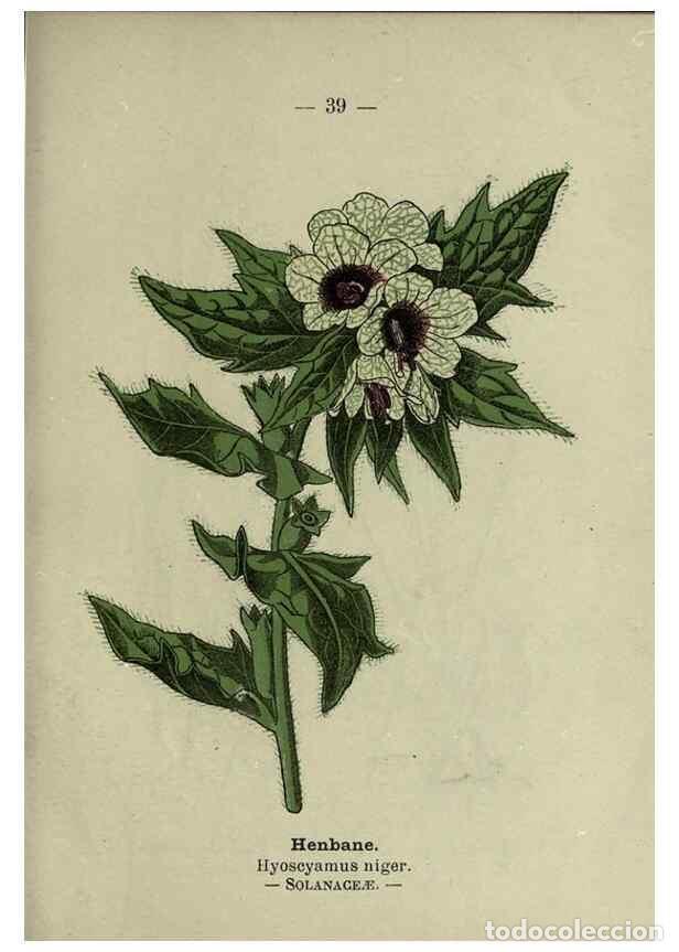 Collection Magazines and Newspapers: Reproducci&oacute;n/Reproduction 8747759454: Wayside and woodland blossoms :. London ;F. Warne,1895. - Step
