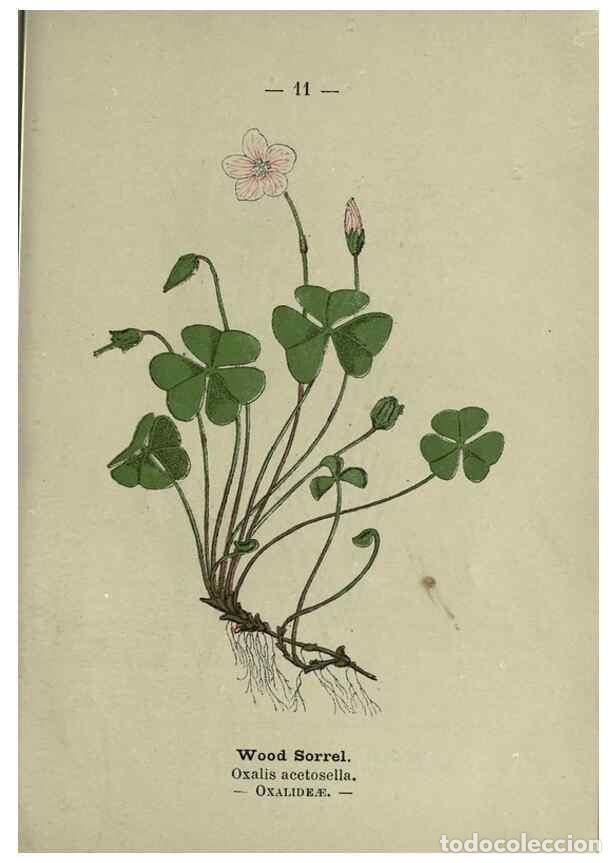 Coleccionismo de revistas y peri&oacute;dicos: Reproducci&oacute;n/Reproduction 8747745368: Wayside and woodland blossoms :. London ;F. Warne,1895. - Step