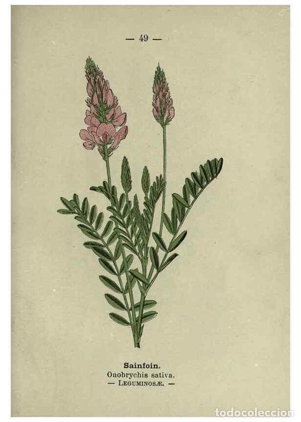 Colecionismo de Revistas e Jornais: Reproducci&oacute;n/Reproduction 8747765100: Wayside and woodland blossoms :. London ;F. Warne,1895. - Step