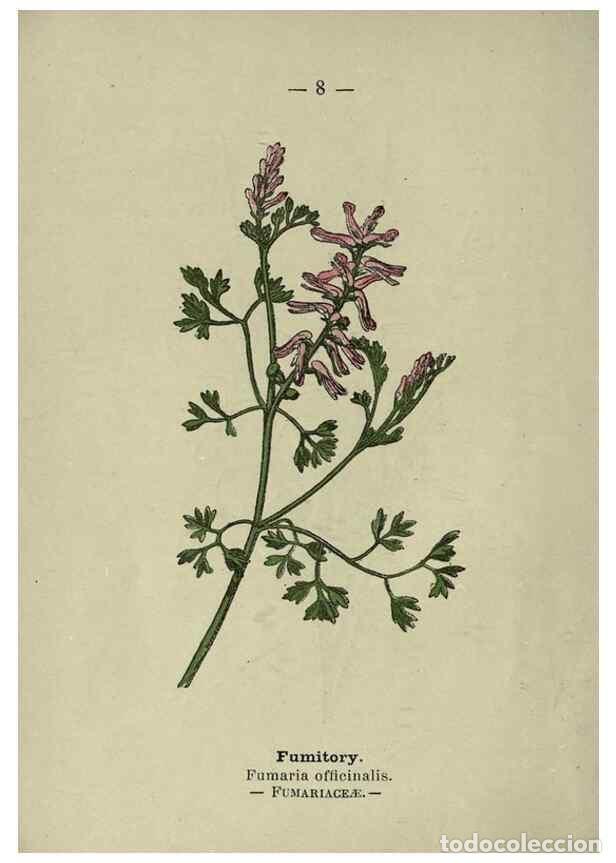 Collectionnisme de Revues et Journaux: Reproducci&oacute;n/Reproduction 8746623835: Wayside and woodland blossoms :. London ;F. Warne,1895. - Step