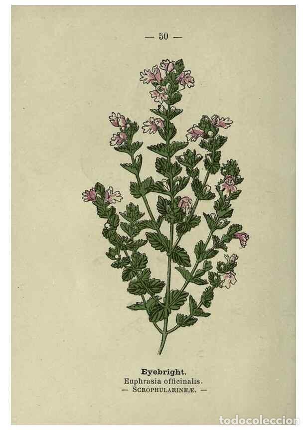 Sammeln von Zeitschriften und Zeitungen: Reproducci&oacute;n/Reproduction 8746645289: Wayside and woodland blossoms :. London ;F. Warne,1895. - Step