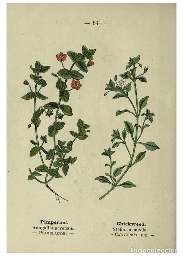 Colecionismo de Revistas e Jornais: Reproducci&oacute;n/Reproduction 8747767832: Wayside and woodland blossoms :. London ;F. Warne,1895. - Step