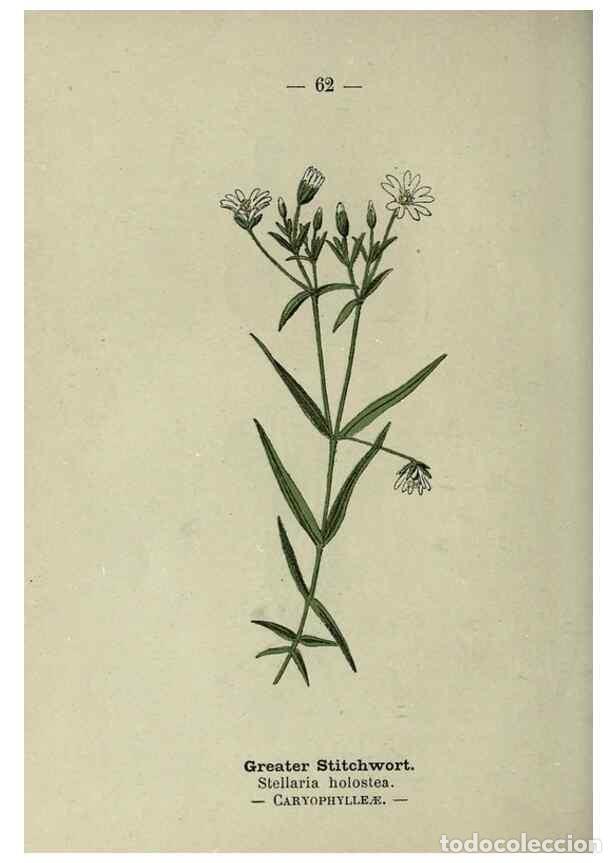 Collectionnisme de Revues et Journaux: Reproducci&oacute;n/Reproduction 8747771670: Wayside and woodland blossoms :. London ;F. Warne,1895. - Step