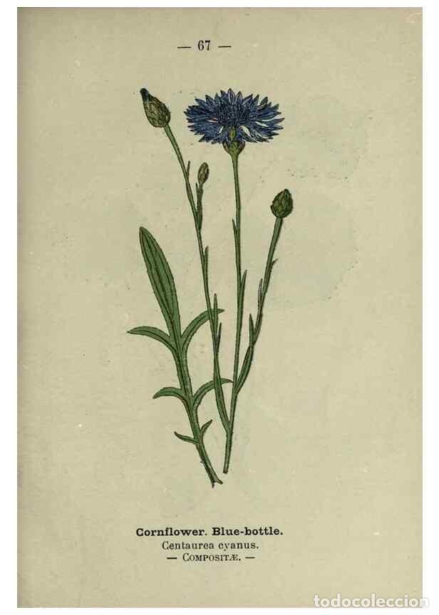 Collectionnisme de Revues et Journaux: Reproducci&oacute;n/Reproduction 8747773790: Wayside and woodland blossoms :. London ;F. Warne,1895. - Step