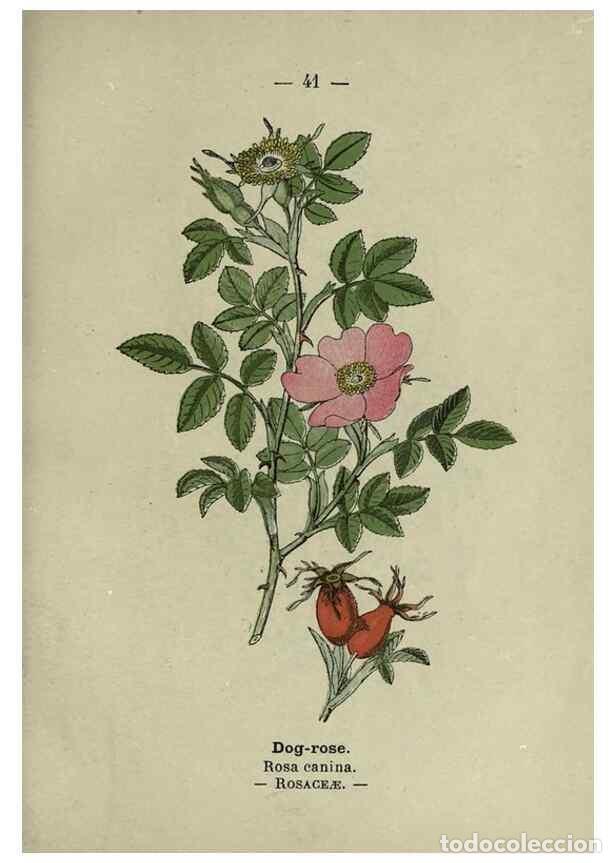 Collection Magazines and Newspapers: Reproducci&oacute;n/Reproduction 8746640267: Wayside and woodland blossoms :. London ;F. Warne,1895. - Step