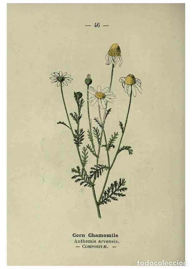 Sammeln von Zeitschriften und Zeitungen: Reproducci&oacute;n/Reproduction 8746642941: Wayside and woodland blossoms :. London ;F. Warne,1895. - Step