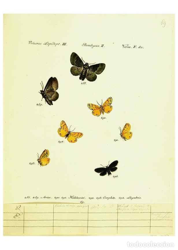 Sammeln von Zeitschriften und Zeitungen: Reproducci&oacute;n/Reproduction 9101642542: H&uuml;bner's papilio. S.l. :s.n.,1796-1841 - H&uuml;bner, Jacob,