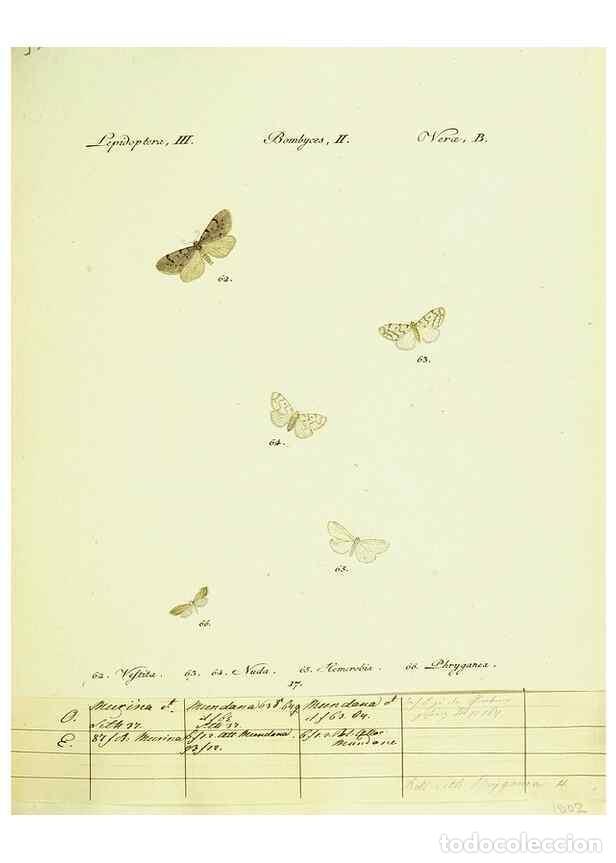 Sammeln von Zeitschriften und Zeitungen: Reproducci&oacute;n/Reproduction 9099341165: H&uuml;bner's papilio. S.l. :s.n.,1796-1841 - H&uuml;bner, Jacob,