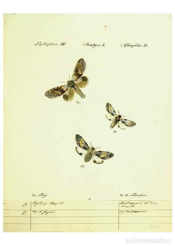 Sammeln von Zeitschriften und Zeitungen: Reproducci&oacute;n/Reproduction 9101559068: H&uuml;bner's papilio. S.l. :s.n.,1796-1841 - H&uuml;bner, Jacob,
