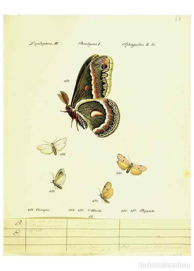 Sammeln von Zeitschriften und Zeitungen: Reproducci&oacute;n/Reproduction 9101641214: H&uuml;bner's papilio. S.l. :s.n.,1796-1841 - H&uuml;bner, Jacob,