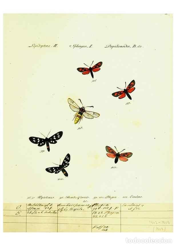 Sammeln von Zeitschriften und Zeitungen: Reproducci&oacute;n/Reproduction 9101530780: H&uuml;bner's papilio. S.l. :s.n.,1796-1841 - H&uuml;bner, Jacob,
