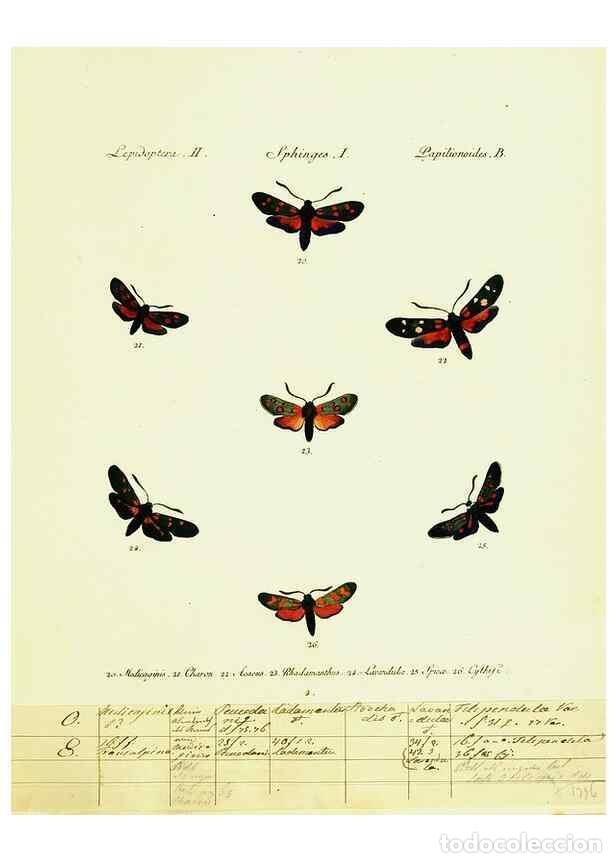 Sammeln von Zeitschriften und Zeitungen: Reproducci&oacute;n/Reproduction 9099273731: H&uuml;bner's papilio. S.l. :s.n.,1796-1841 - H&uuml;bner, Jacob,