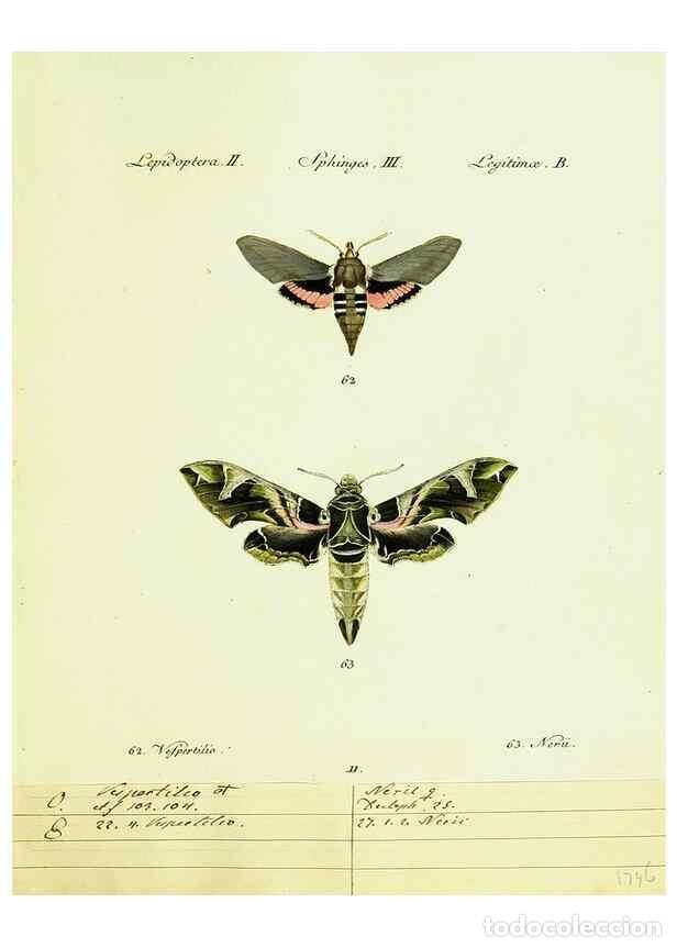 Sammeln von Zeitschriften und Zeitungen: Reproducci&oacute;n/Reproduction 9101516108: H&uuml;bner's papilio. S.l. :s.n.,1796-1841 - H&uuml;bner, Jacob,
