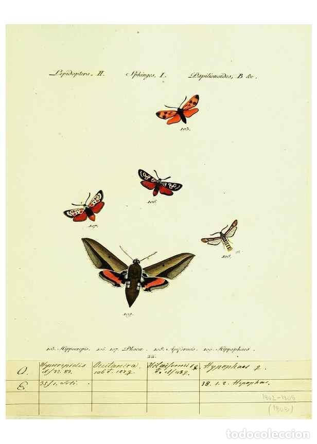 Sammeln von Zeitschriften und Zeitungen: Reproducci&oacute;n/Reproduction 9101532058: H&uuml;bner's papilio. S.l. :s.n.,1796-1841 - H&uuml;bner, Jacob,