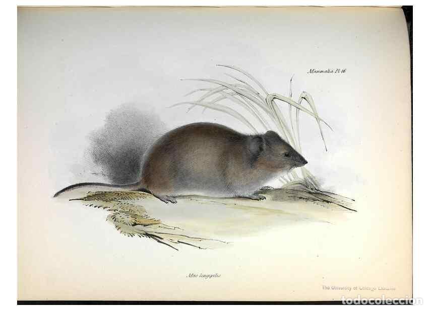 Colecionismo de Revistas e Jornais: Reproducci&oacute;n/Reproduction 8387107658: The zoology of the voyage of H.M.S. Beagle .... London,Smith,