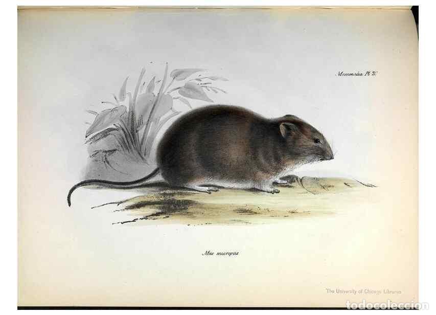 Sammeln von Zeitschriften und Zeitungen: Reproducci&oacute;n/Reproduction 8387109220: The zoology of the voyage of H.M.S. Beagle .... London,Smith,