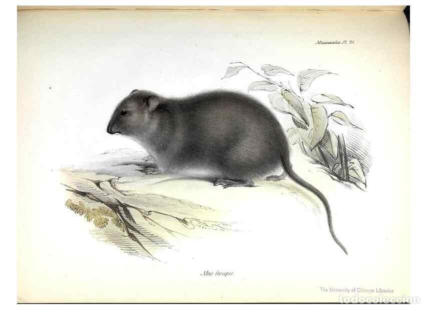 Coleccionismo de Revistas y Peri&oacute;dicos: Reproducci&oacute;n/Reproduction 8386025793: The zoology of the voyage of H.M.S. Beagle .... London,Smith,