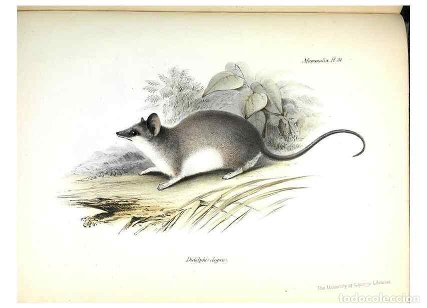 Colecionismo de Revistas e Jornais: Reproducci&oacute;n/Reproduction 8386028229: The zoology of the voyage of H.M.S. Beagle .... London,Smith,