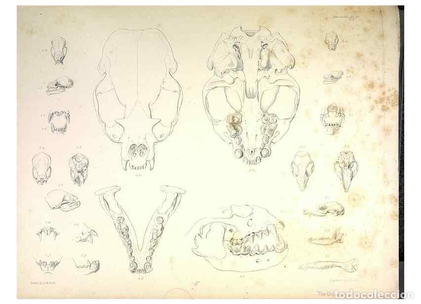 Sammeln von Zeitschriften und Zeitungen: Reproducci&oacute;n/Reproduction 8387115784: The zoology of the voyage of H.M.S. Beagle .... London,Smith,