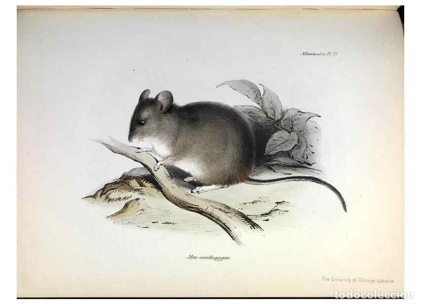 Sammeln von Zeitschriften und Zeitungen: Reproducci&oacute;n/Reproduction 8387110026: The zoology of the voyage of H.M.S. Beagle .... London,Smith,