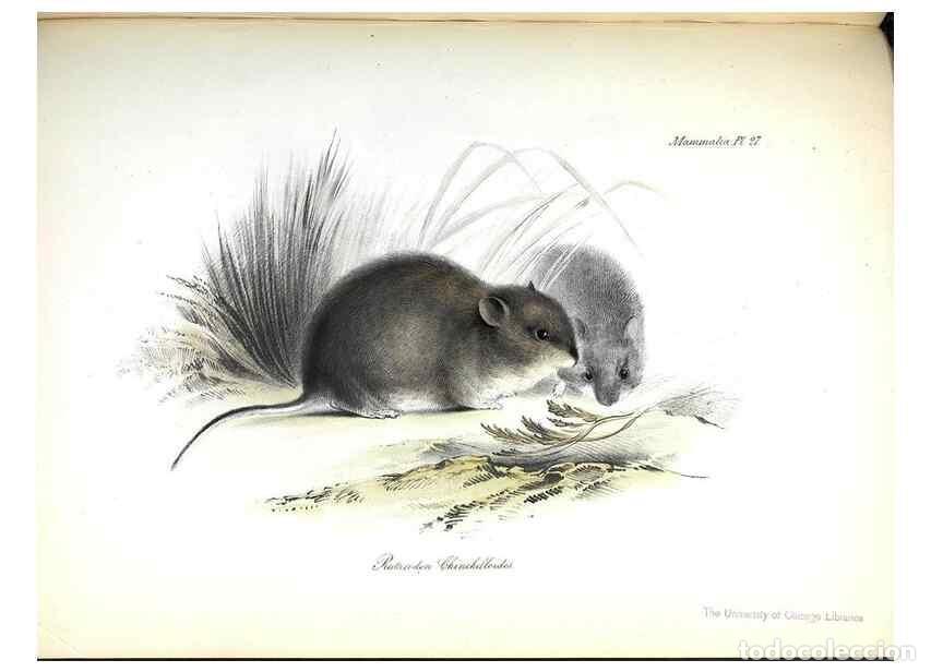 Collection Magazines and Newspapers: Reproducci&oacute;n/Reproduction 8387112578: The zoology of the voyage of H.M.S. Beagle .... London,Smith,