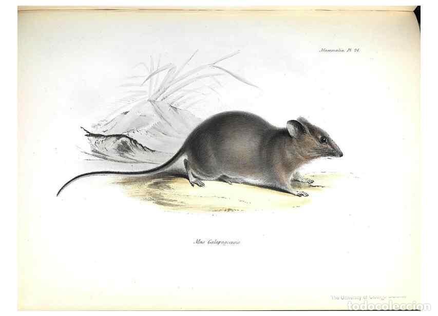 Sammeln von Zeitschriften und Zeitungen: Reproducci&oacute;n/Reproduction 8386025459: The zoology of the voyage of H.M.S. Beagle .... London,Smith,