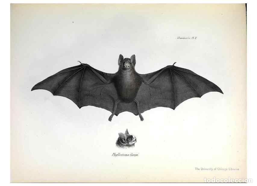 Colecionismo de Revistas e Jornais: Reproducci&oacute;n/Reproduction 8387101876: The zoology of the voyage of H.M.S. Beagle .... London,Smith,