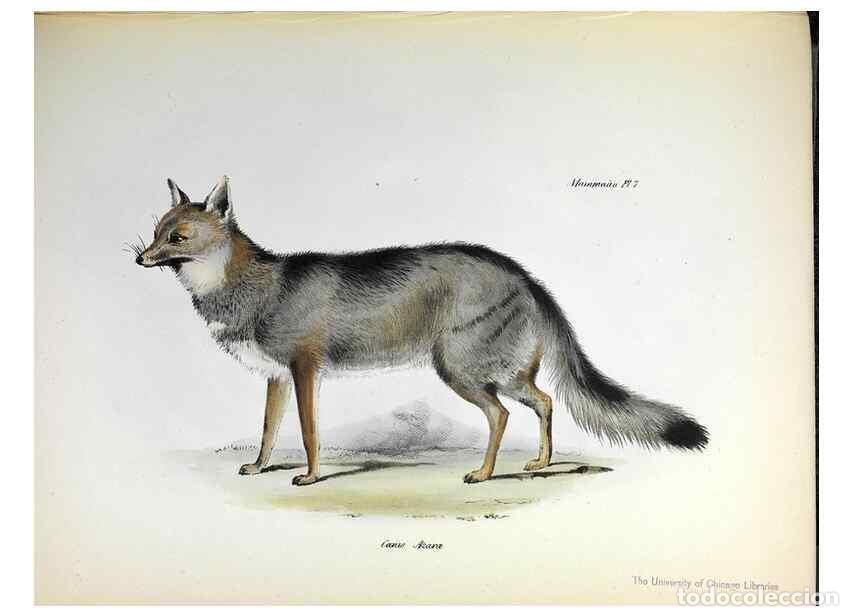 Collection Magazines and Newspapers: Reproducci&oacute;n/Reproduction 8386018043: The zoology of the voyage of H.M.S. Beagle .... London,Smith,