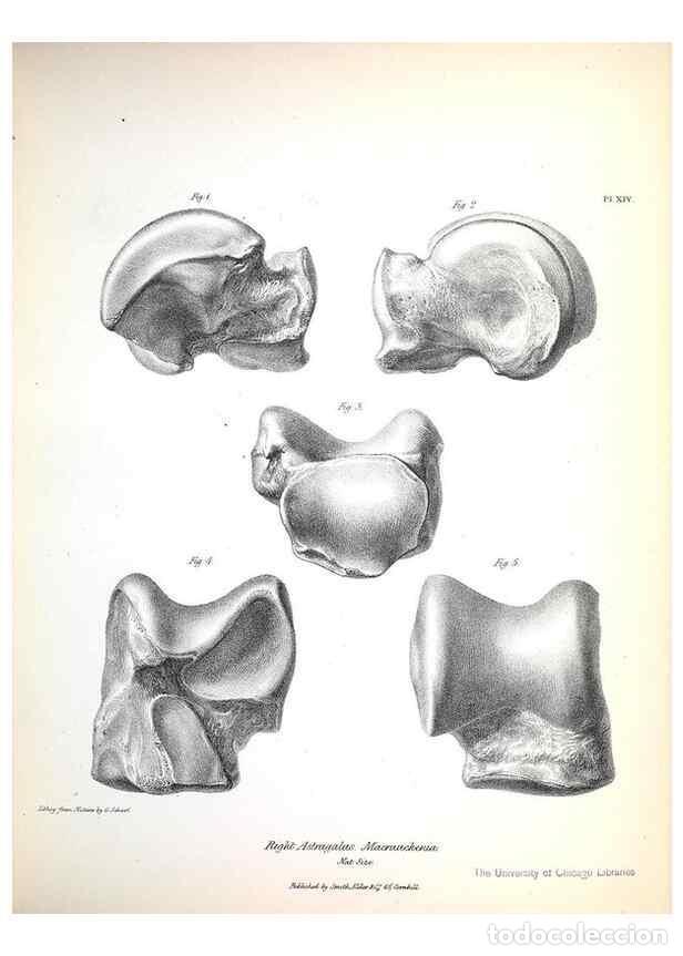 Sammeln von Zeitschriften und Zeitungen: Reproducci&oacute;n/Reproduction 8387092268: The zoology of the voyage of H.M.S. Beagle .... London,Smith,