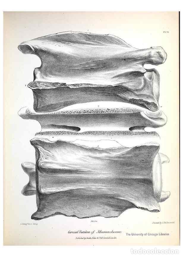 Sammeln von Zeitschriften und Zeitungen: Reproducci&oacute;n/Reproduction 8387088614: The zoology of the voyage of H.M.S. Beagle .... London,Smith,