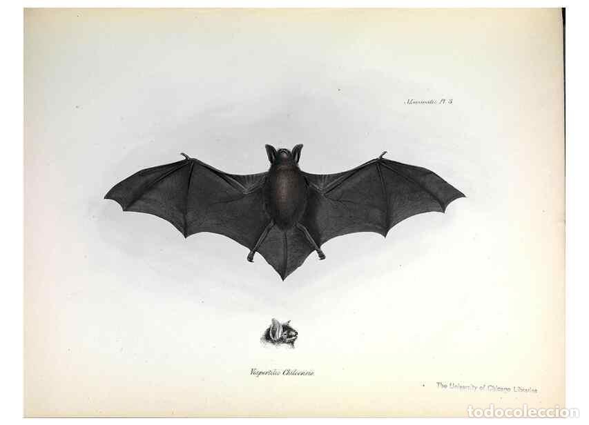 Coleccionismo de Revistas y Peri&oacute;dicos: Reproducci&oacute;n/Reproduction 8386016399: The zoology of the voyage of H.M.S. Beagle .... London,Smith,