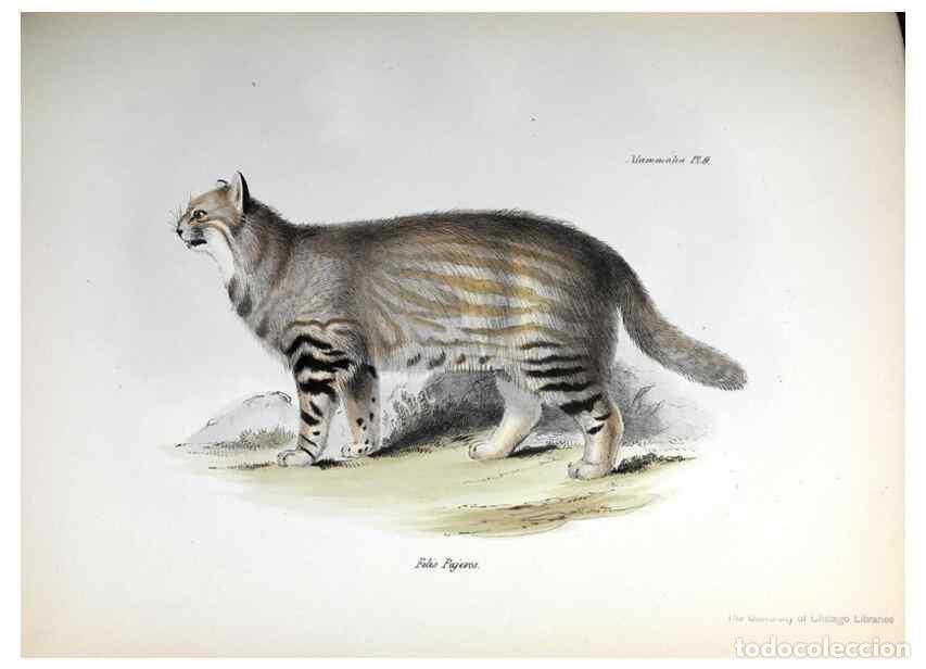 Sammeln von Zeitschriften und Zeitungen: Reproducci&oacute;n/Reproduction 8386018887: The zoology of the voyage of H.M.S. Beagle .... London,Smith,