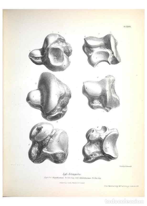 Collection Magazines and Newspapers: Reproducci&oacute;n/Reproduction 8387098564: The zoology of the voyage of H.M.S. Beagle .... London,Smith,